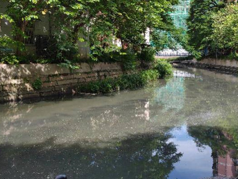 荔枝湾涌现大量死鱼 疑似污水流入所致